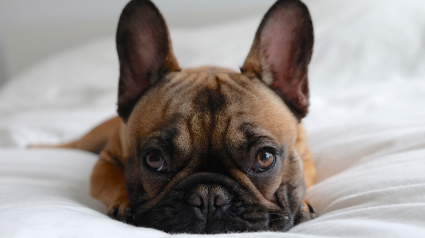 5 Things You Didn’t Know About French Bulldogs