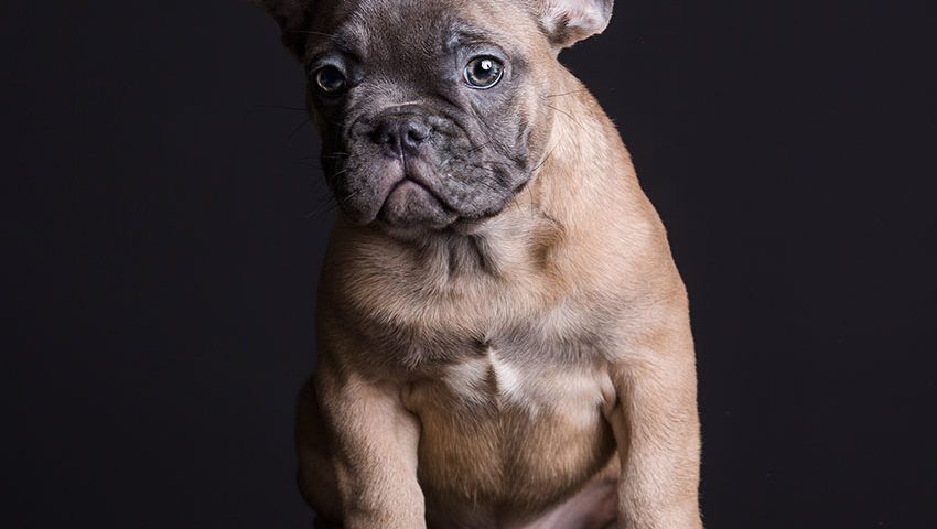 The Best Ways To Keep A French Bulldog Healthy