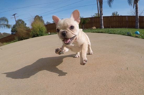 What You Need to Know About French Bulldog Puppies