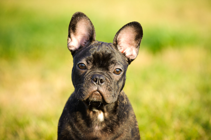 8 Things to Know About French Bulldogs