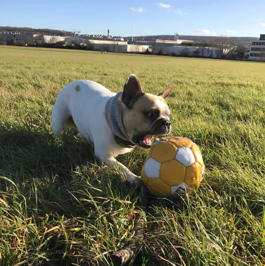 Playing With Your French Bulldog: The Ultimate Guide