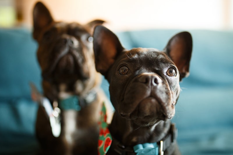 Fun Facts About French Bulldogs