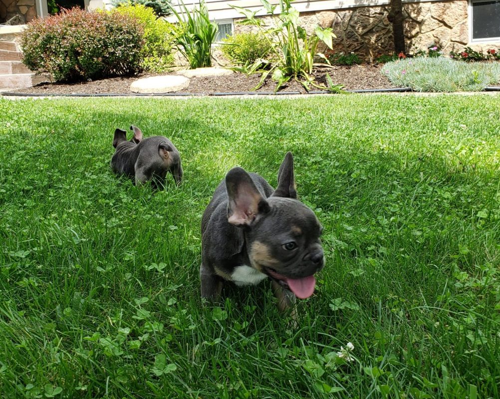 6 Fun Facts You Probably Didn’t Know About French Bulldogs