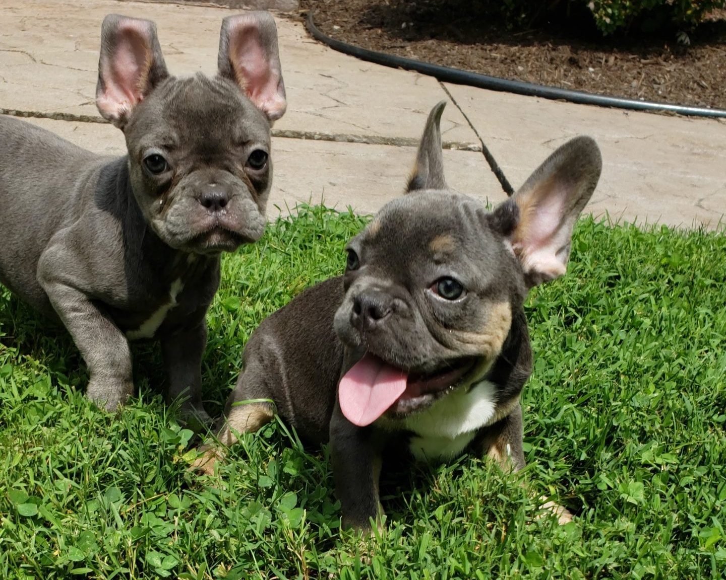 Daniel with WCP pups