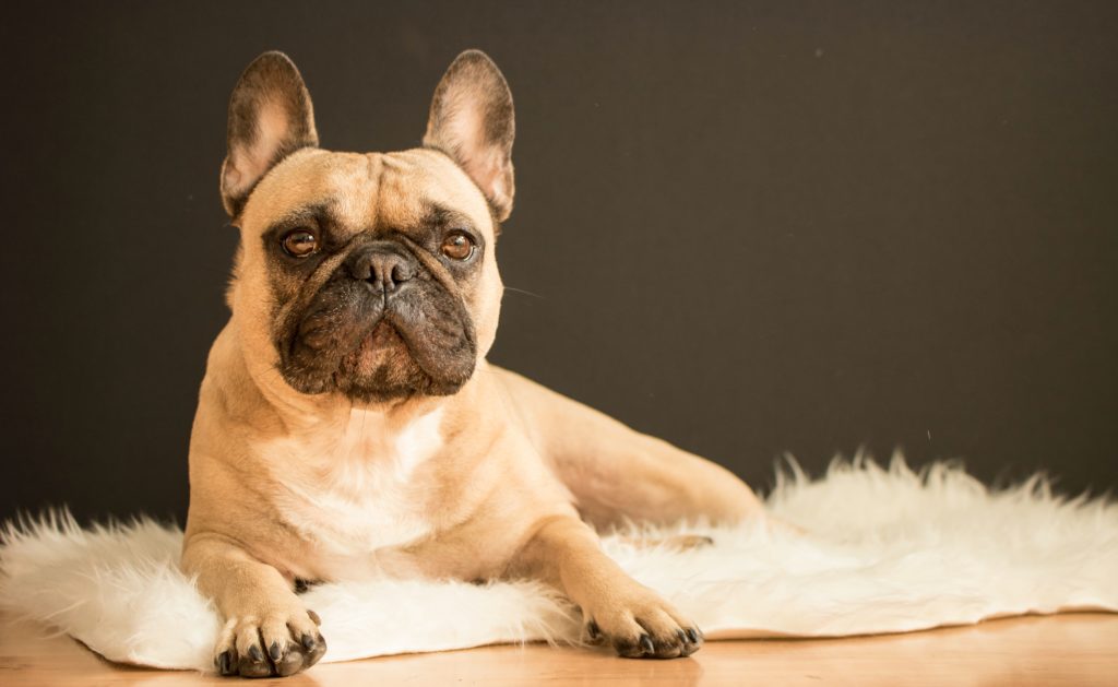 Are French Bulldogs Hypoallergenic?