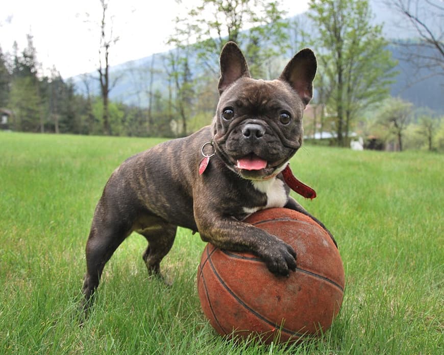 Do French Bulldogs Shed? Yes! And hereâs how we deal with it!
