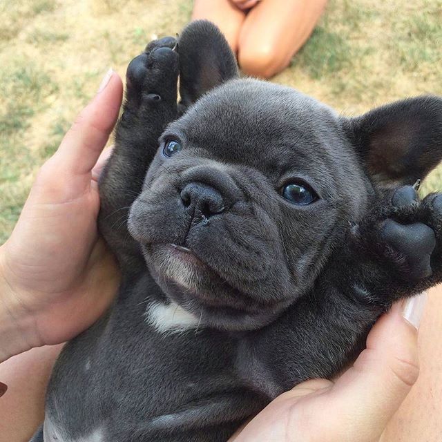Things to Keep in Mind When Buying French Bulldog Puppies