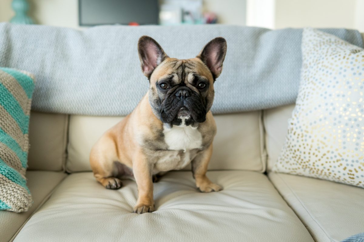 How to Trim Your French Bulldogâs Nails / Claws & Why You Should