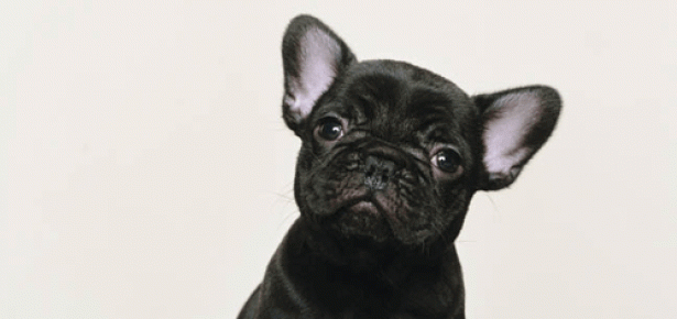 The French Bulldog