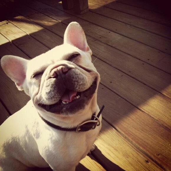 9 INSANELY EASY TRICKS FOR A HAPPY FRENCHY