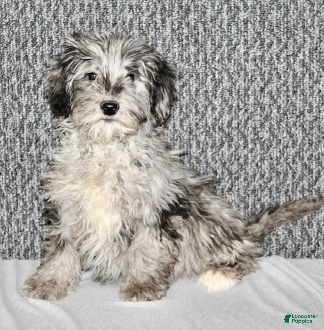 Parker - Image 8