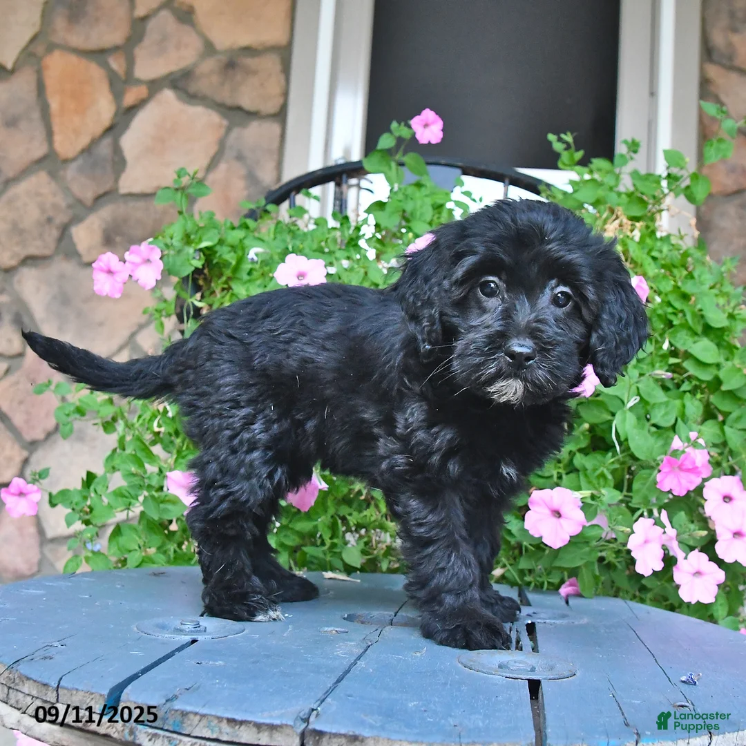 Patsy - Image 2