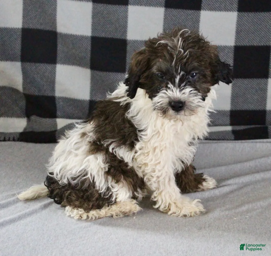 Bentley - Image 6