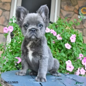Fluffy