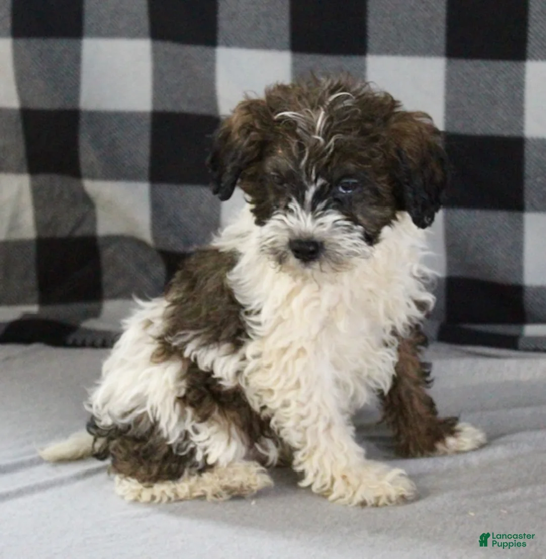 Bentley - Image 5