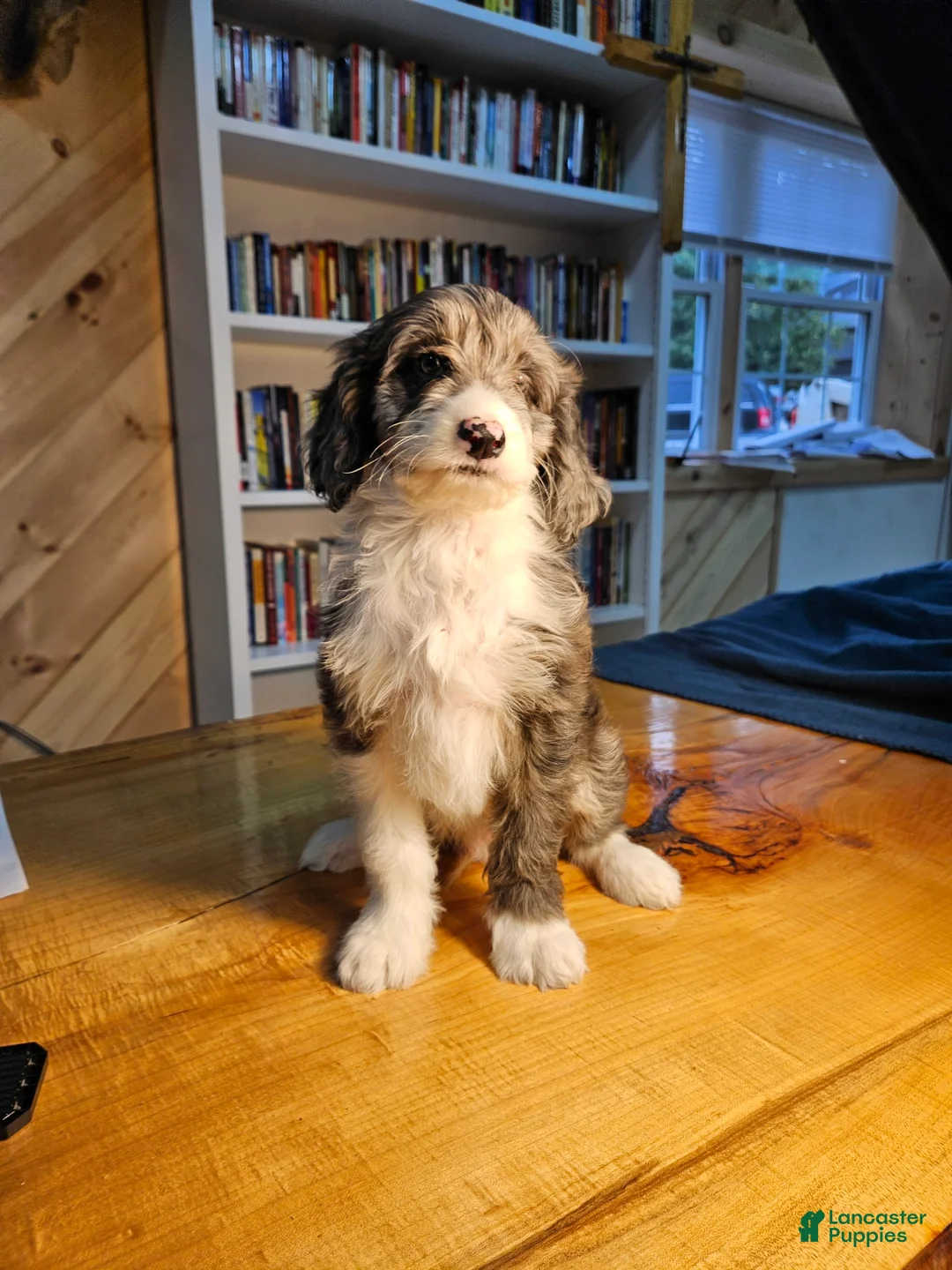 Harry - Image 5