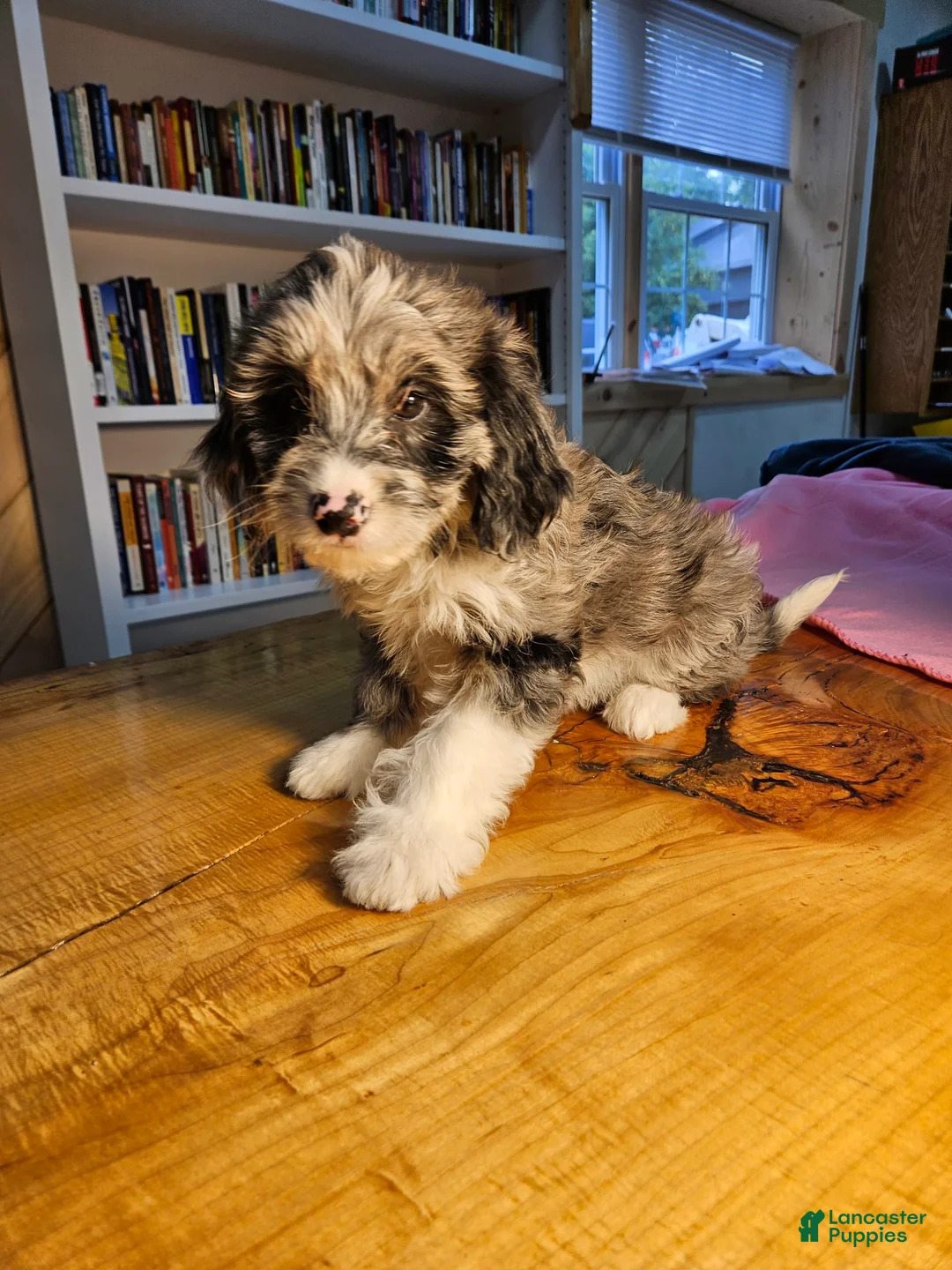 Skylar - Image 5