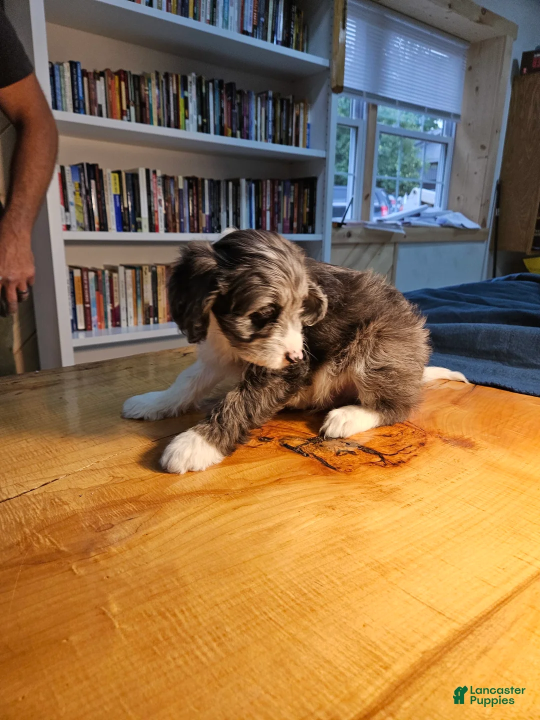 Harry - Image 4