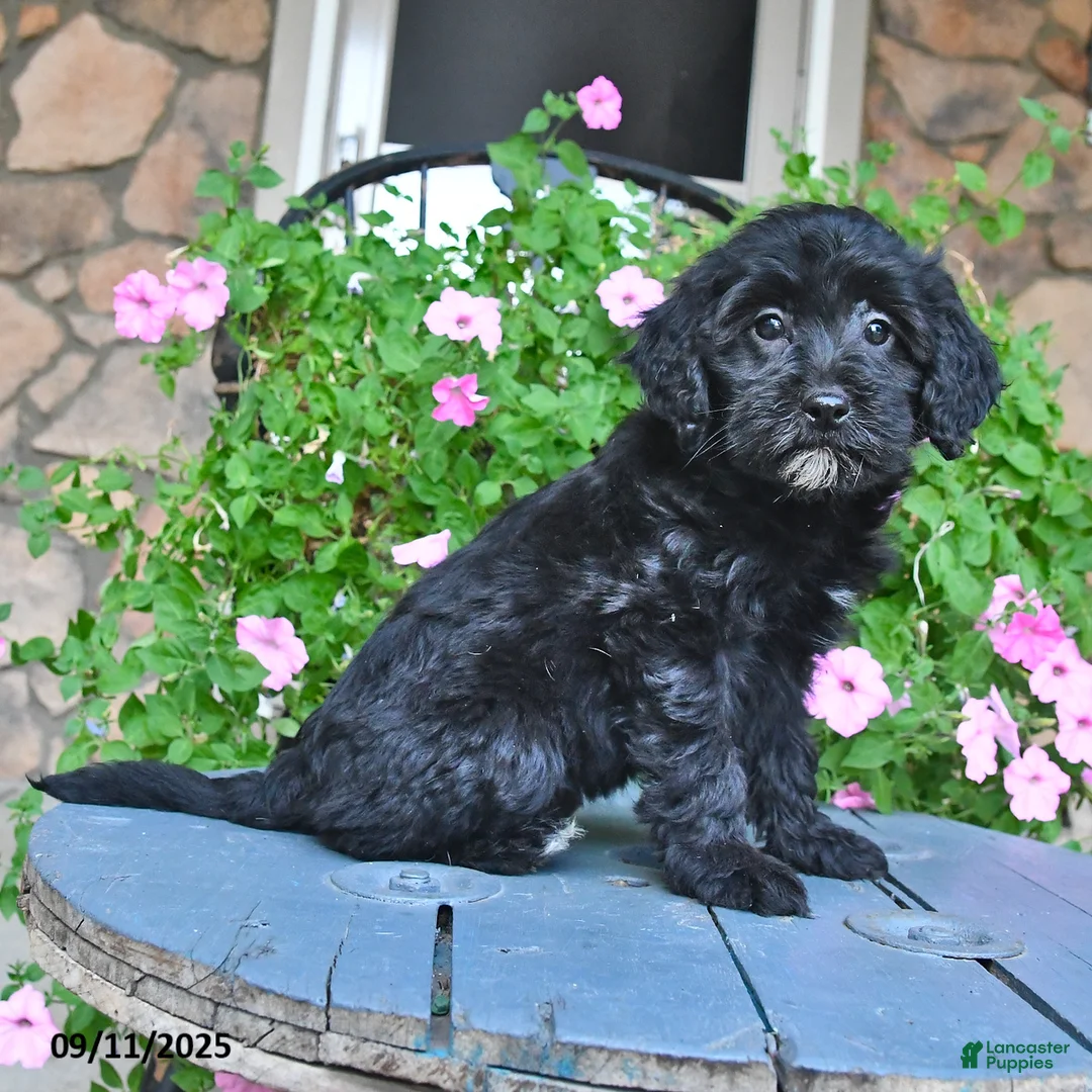 Patsy - Image 3