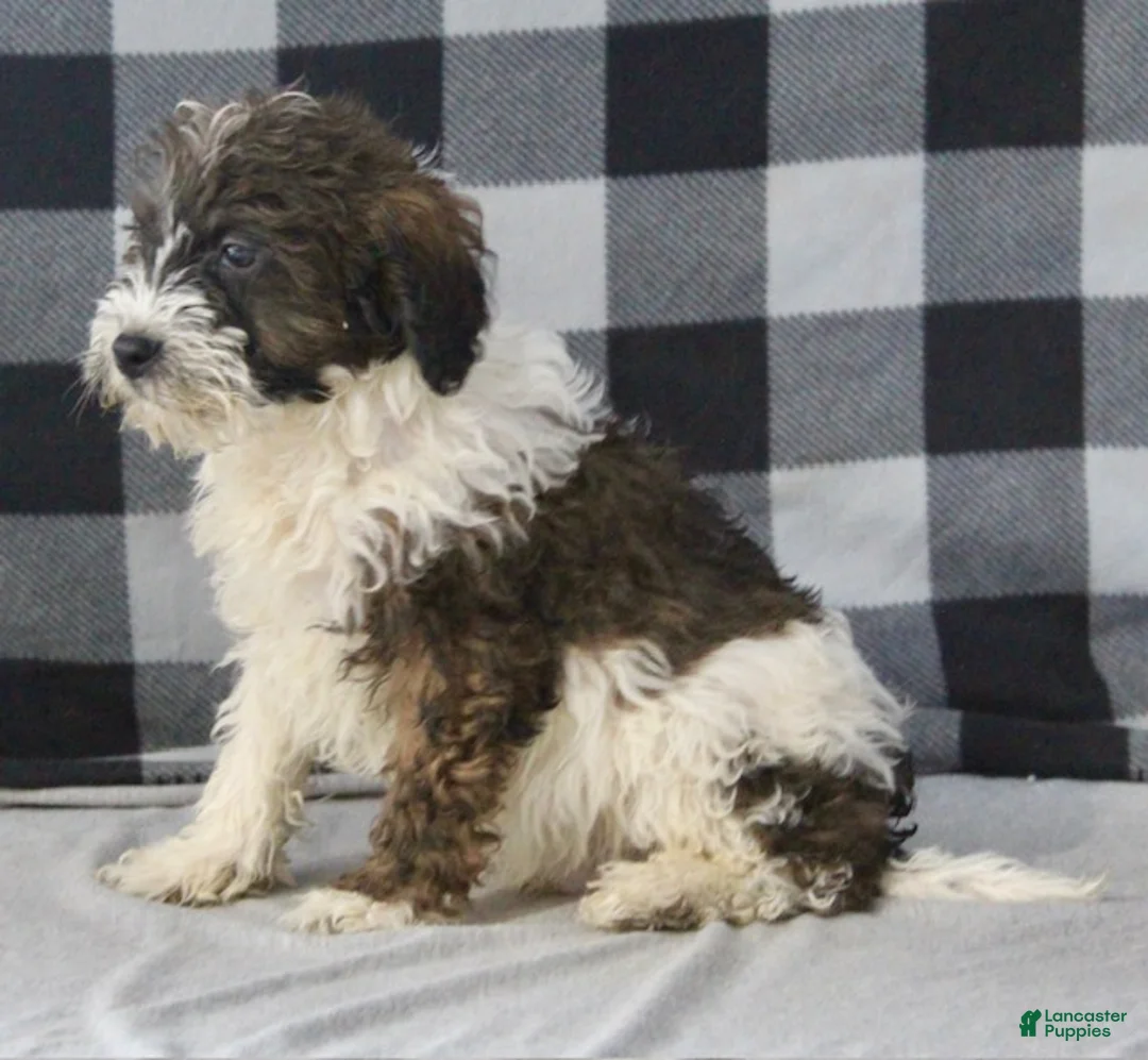 Bentley - Image 4