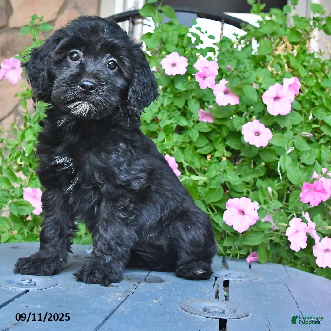 Patsy - Image 4