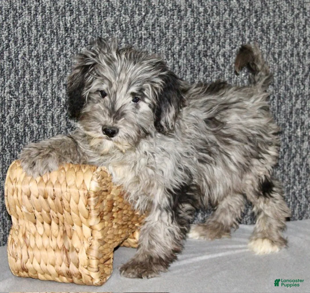 Parker - Image 4