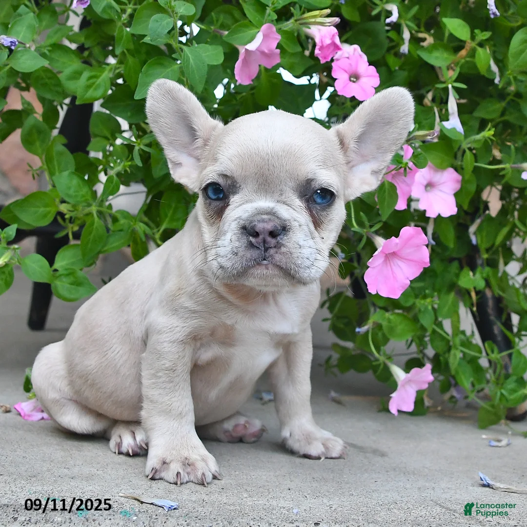 Fiona