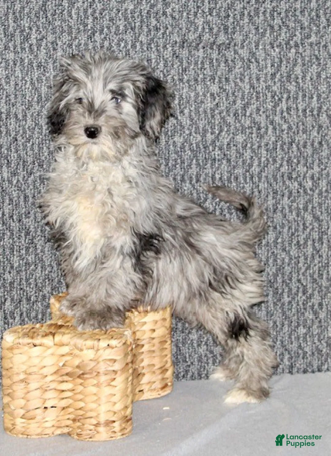 Parker - Image 3