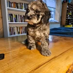 Merlin