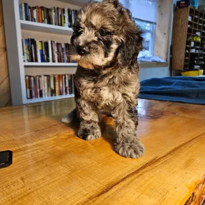 Merlin