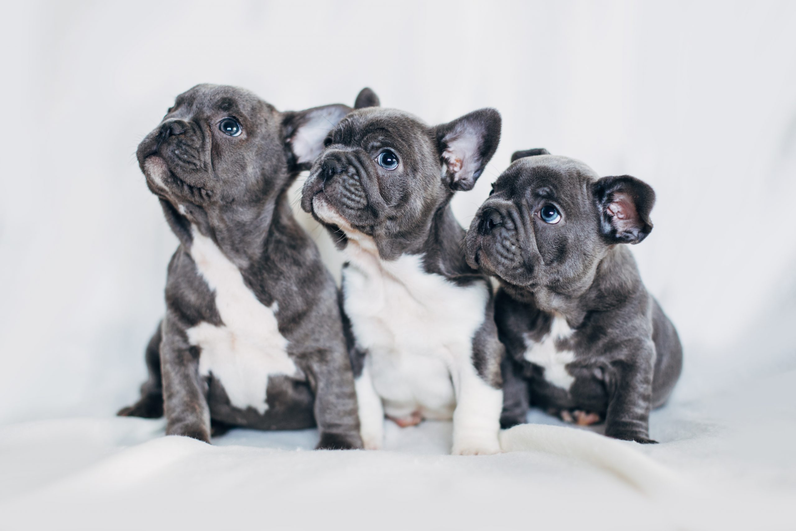 Choosing the Perfect Puppy: Why French Bulldogs and Mini Portidoodles Make Amazing Companions