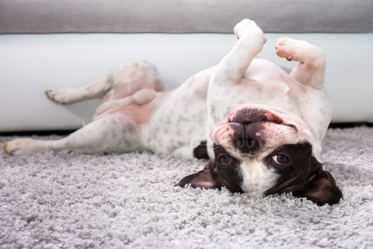 What Is the French Bulldog Temperament Like?