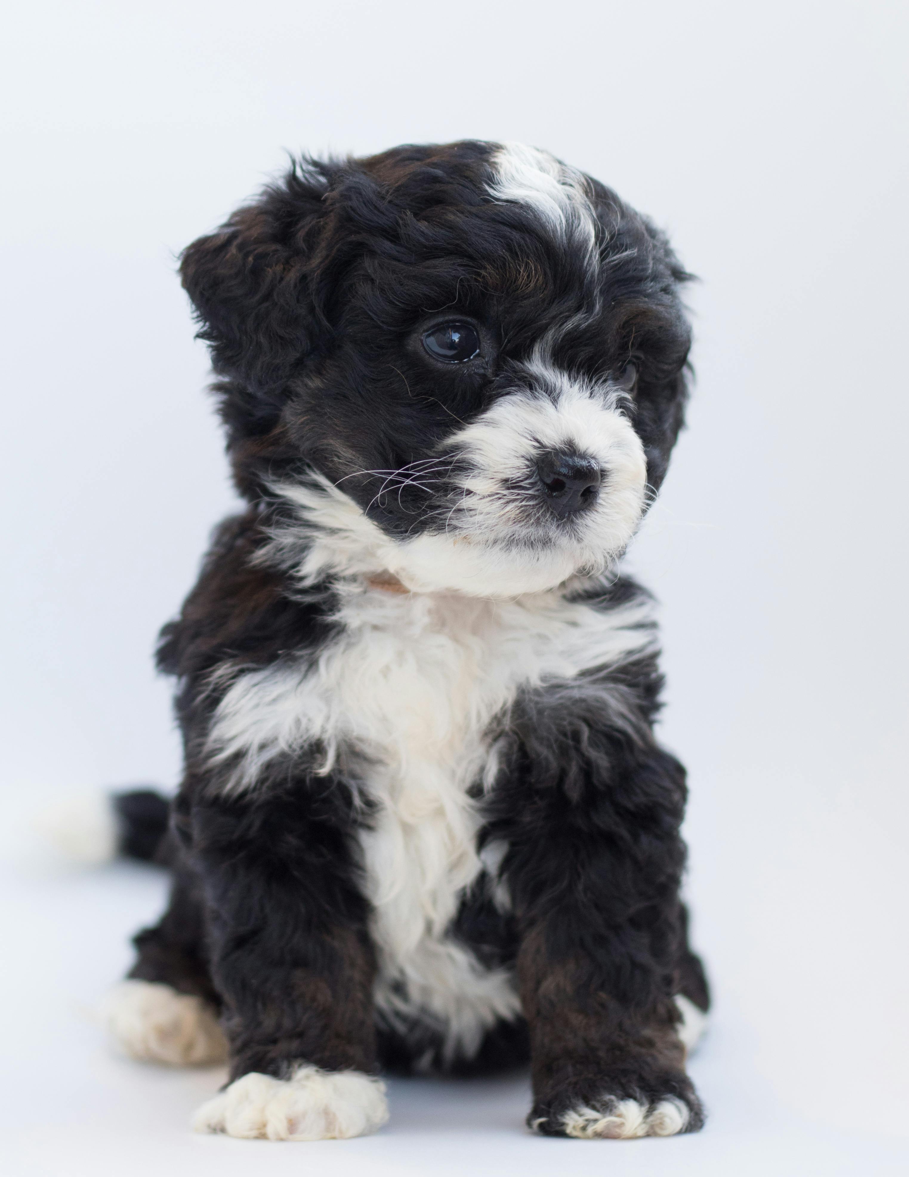 Mini Portidoodle puppy