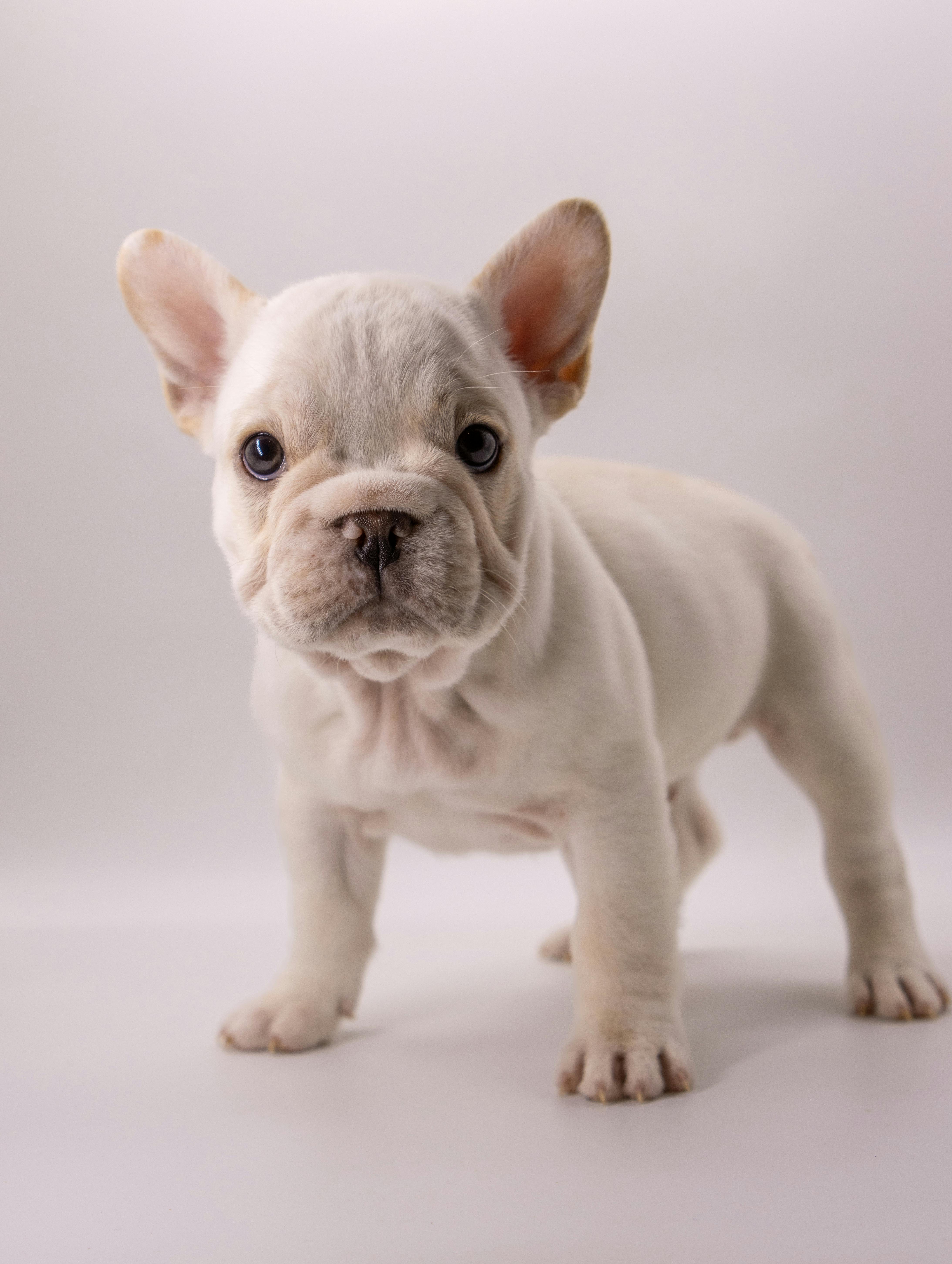 French Bulldog puppy